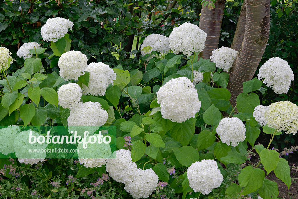 452155 - Tree hydrangea (Hydrangea arborescens 'Annabelle')