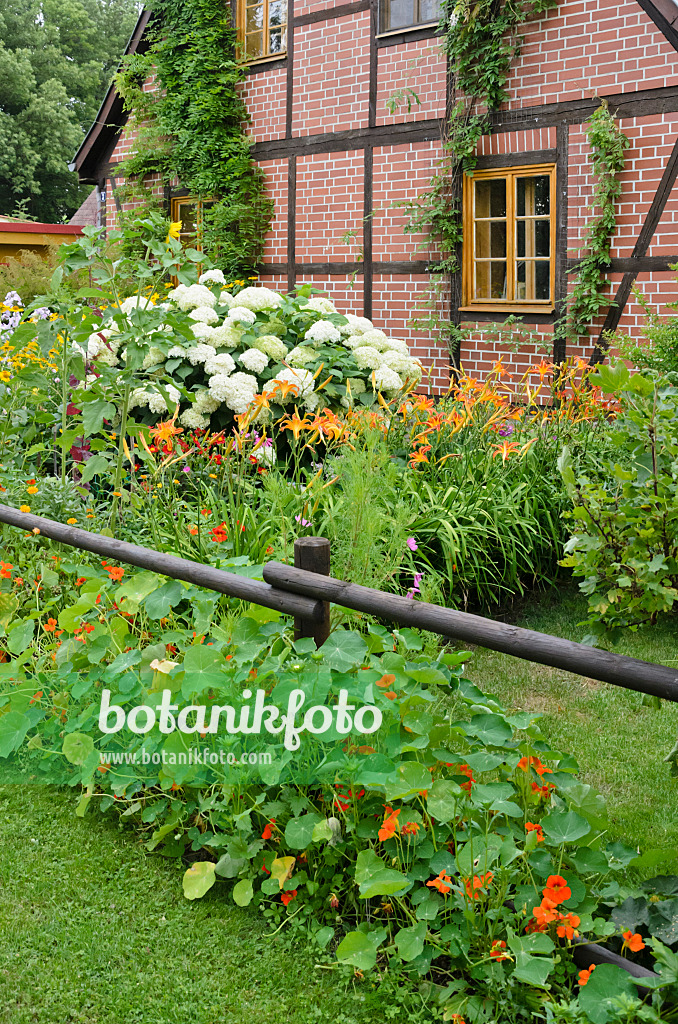 522115 - Tree hydrangea (Hydrangea arborescens), day lily (Hemerocallis) and garden nasturtium (Tropaeolum majus)