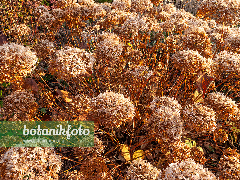 431062 - Tree hydrangea (Hydrangea arborescens subsp. radiata)