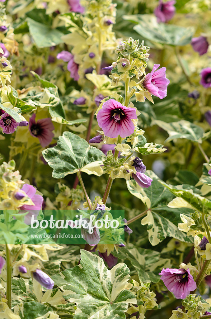 533526 - Tree mallow (Lavatera arborea 'Variegata')