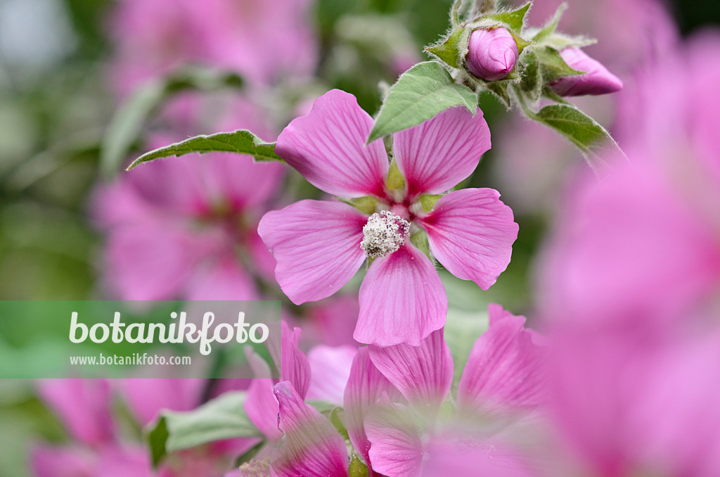 521319 - Tree mallow (Lavatera olbia)