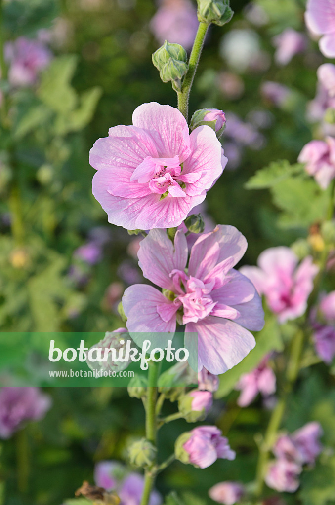 499080 - Tree mallow (Lavatera olbia 'Barnsley')