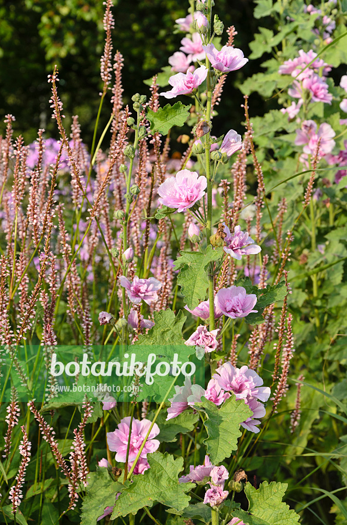 499081 - Tree mallow (Lavatera olbia 'Barnsley') and mountain fleece (Bistorta amplexicaulis 'Rosea' syn. Polygonum amplexicaule 'Rosea')