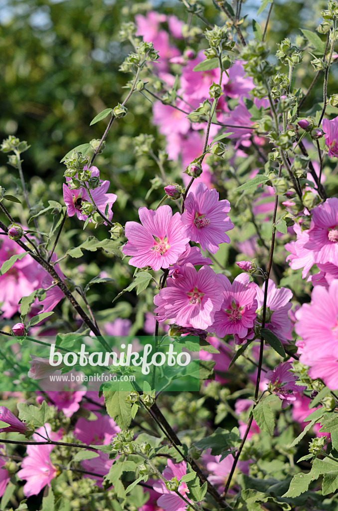 534301 - Tree mallow (Lavatera olbia 'Rosea')