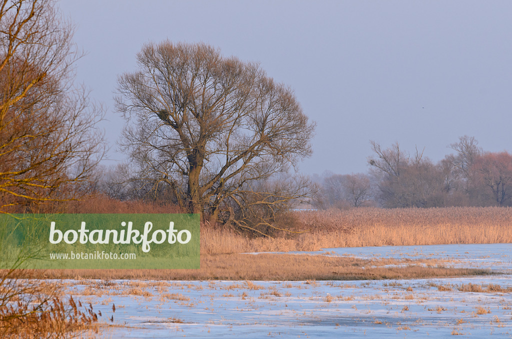 564256 - Tree on a flooded and frozen polder meadow, Lower Oder Valley National Park, Germany