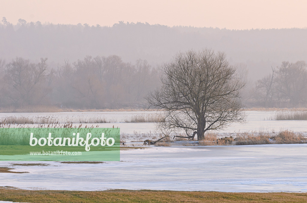 564257 - Tree on a flooded and frozen polder meadow, Lower Oder Valley National Park, Germany