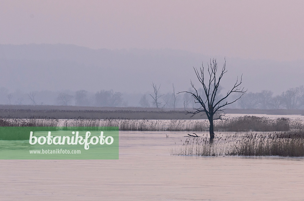 564262 - Tree on a flooded and frozen polder meadow, Lower Oder Valley National Park, Germany