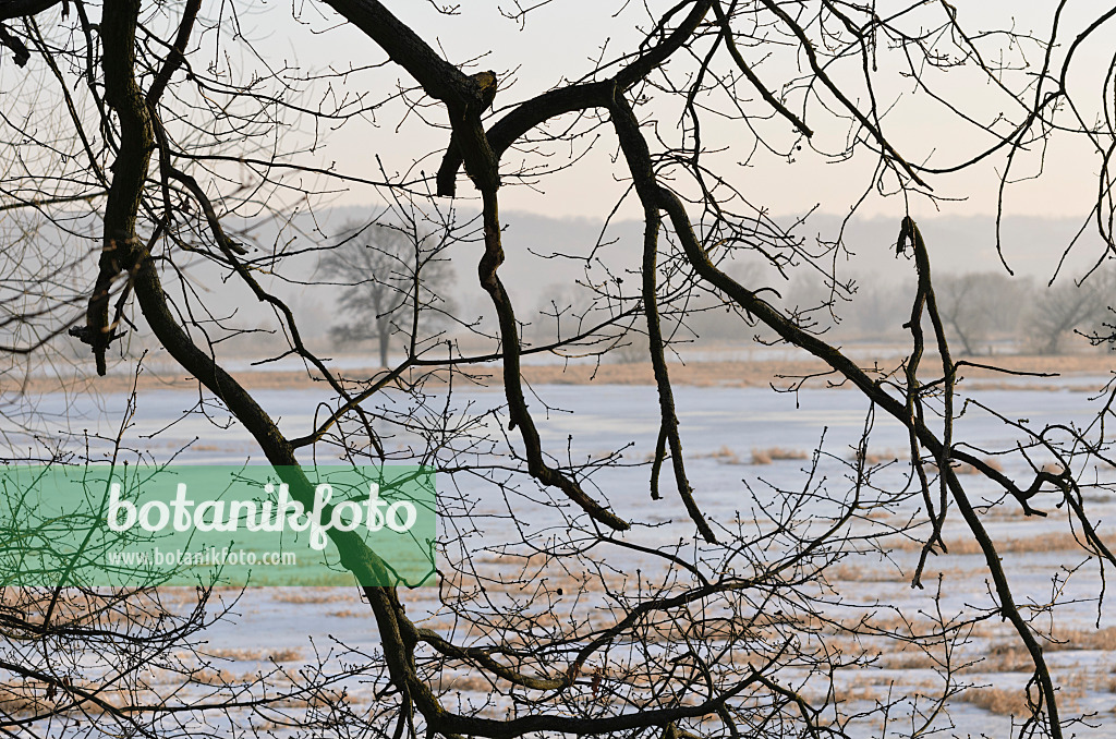 565001 - Trees on a flooded and frozen polder meadow, Lower Oder Valley National Park, Germany