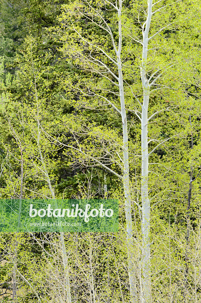 508392 - Trembling aspen (Populus tremuloides) 508392 - Trembling aspen (Populus tremuloides)
