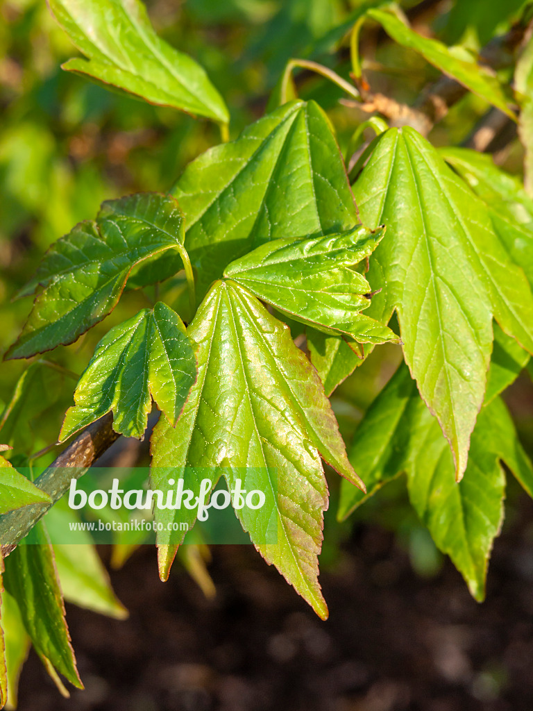 459042 - Trident maple (Acer buergerianum)