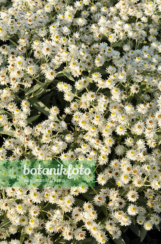 499060 - Triple-veined pearly everlasting (Anaphalis triplinervis 'Sommerschnee')