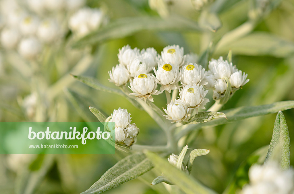 523007 - Triple-veined pearly everlasting (Anaphalis triplinervis 'Sommerschnee')