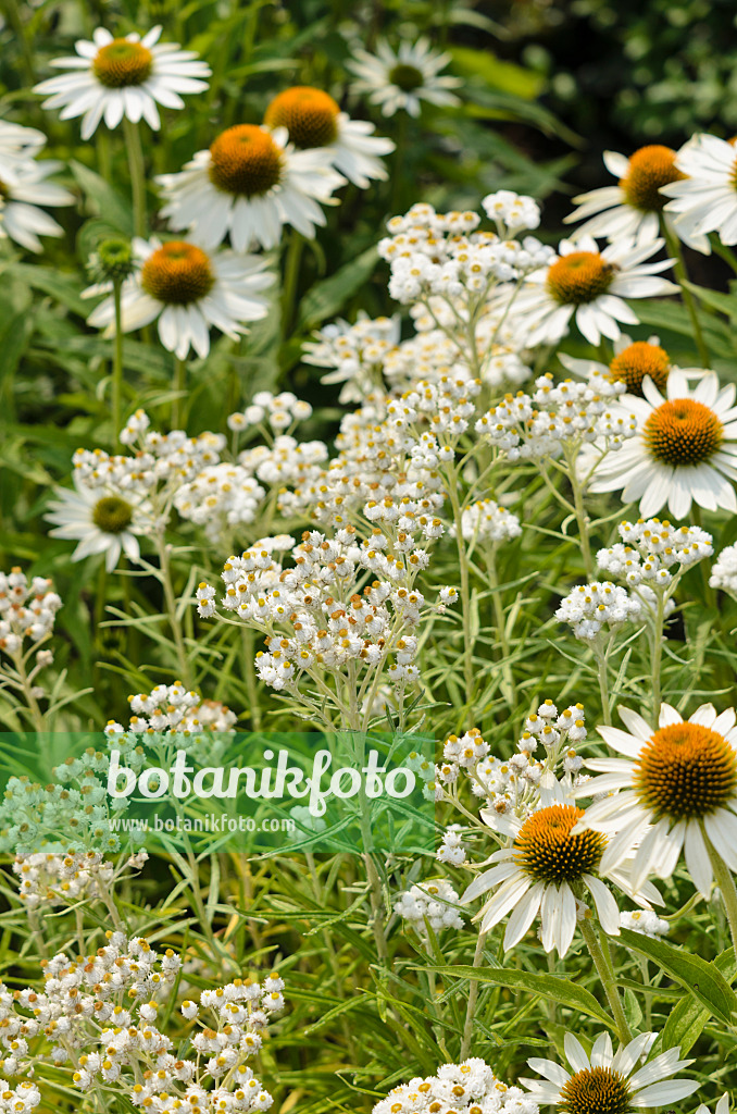 534396 - Triple-veined pearly everlasting (Anaphalis triplinervis 'Sommerschnee') and purple cone flower (Echinacea purpurea 'Baby Swan White')