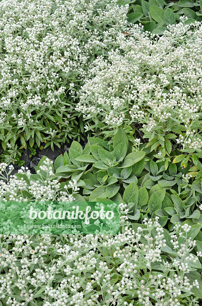 535144 - Triple-veined pearly everlasting (Anaphalis triplinervis 'Silberregen') and lamb's ears (Stachys byzantina)