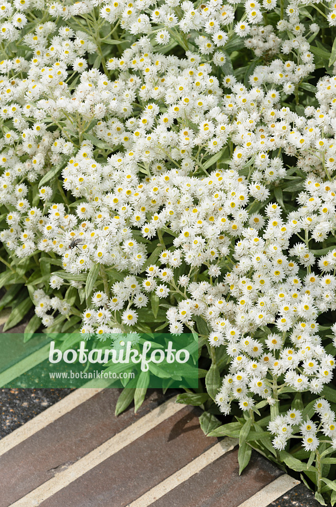 571031 - Triple-veined pearly everlasting (Anaphalis triplinervis 'Sommerschnee')