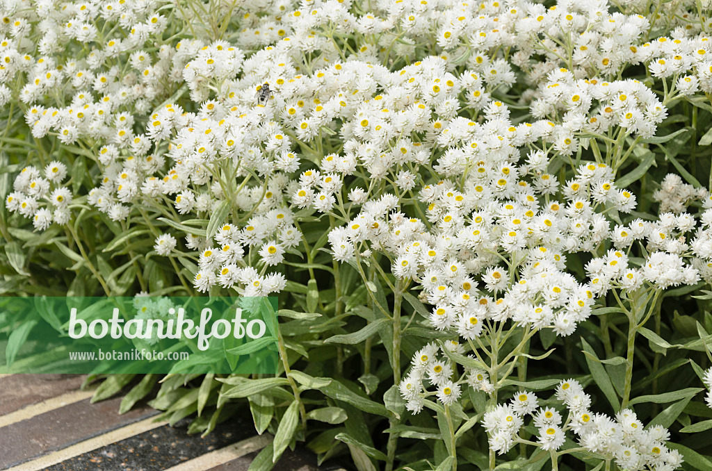 571032 - Triple-veined pearly everlasting (Anaphalis triplinervis 'Sommerschnee')