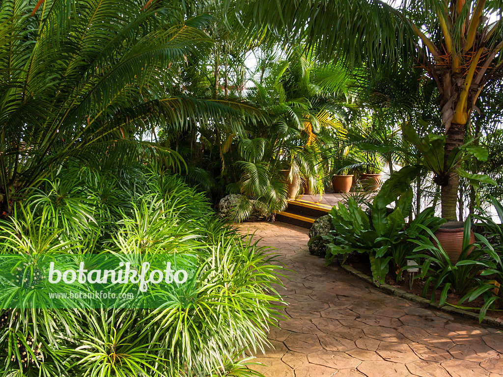 411077 - Tropical garden, Mount Faber Park, Singapore