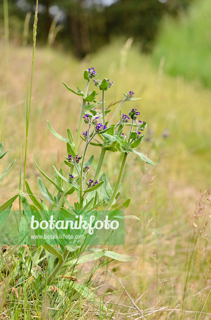 545030 - True alkanet (Anchusa officinalis)