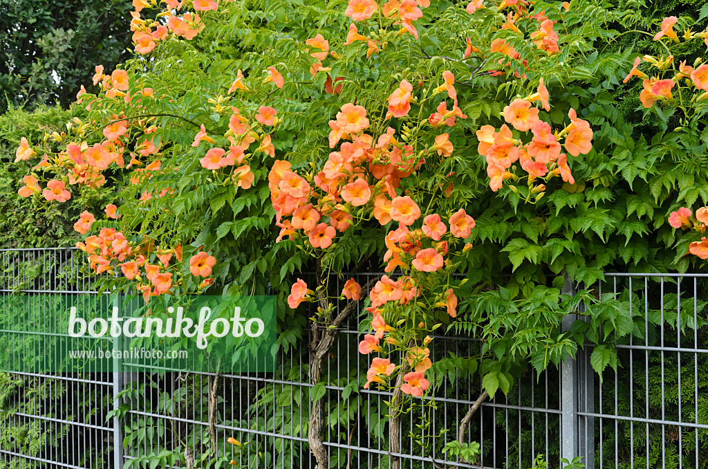 522108 - Trumpet creeper (Campsis radicans)