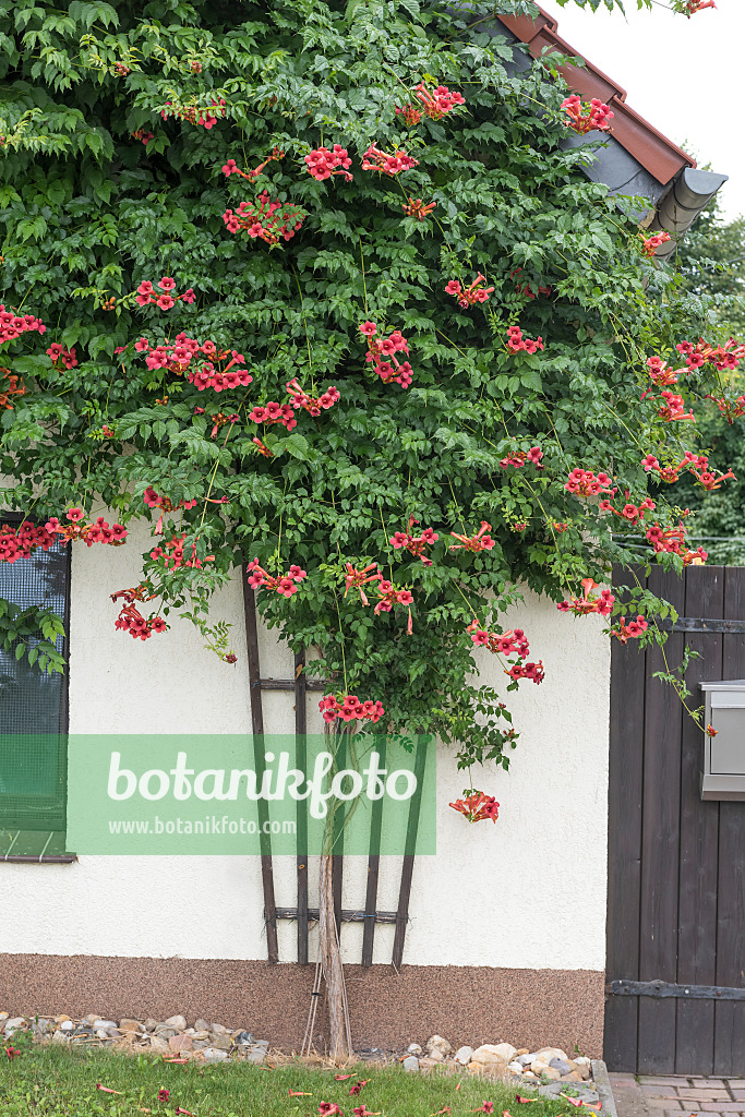 616178 - Trumpet creeper (Campsis radicans 'Flamenco')