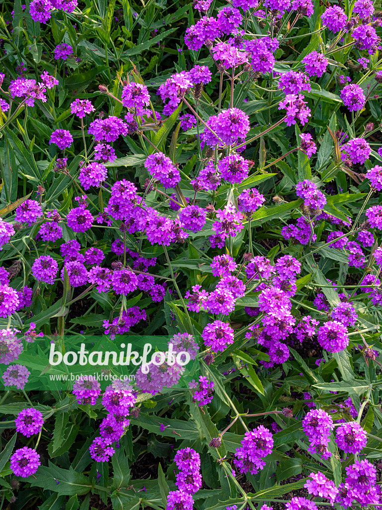 428216 - Tuberous vervain (Verbena rigida)