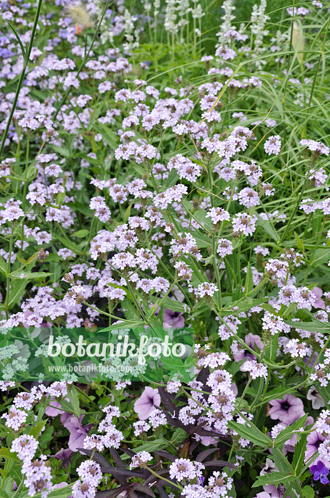 487025 - Tuberous vervain (Verbena rigida 'Polaris')