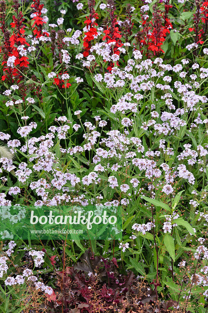 487030 - Tuberous vervain (Verbena rigida 'Polaris')