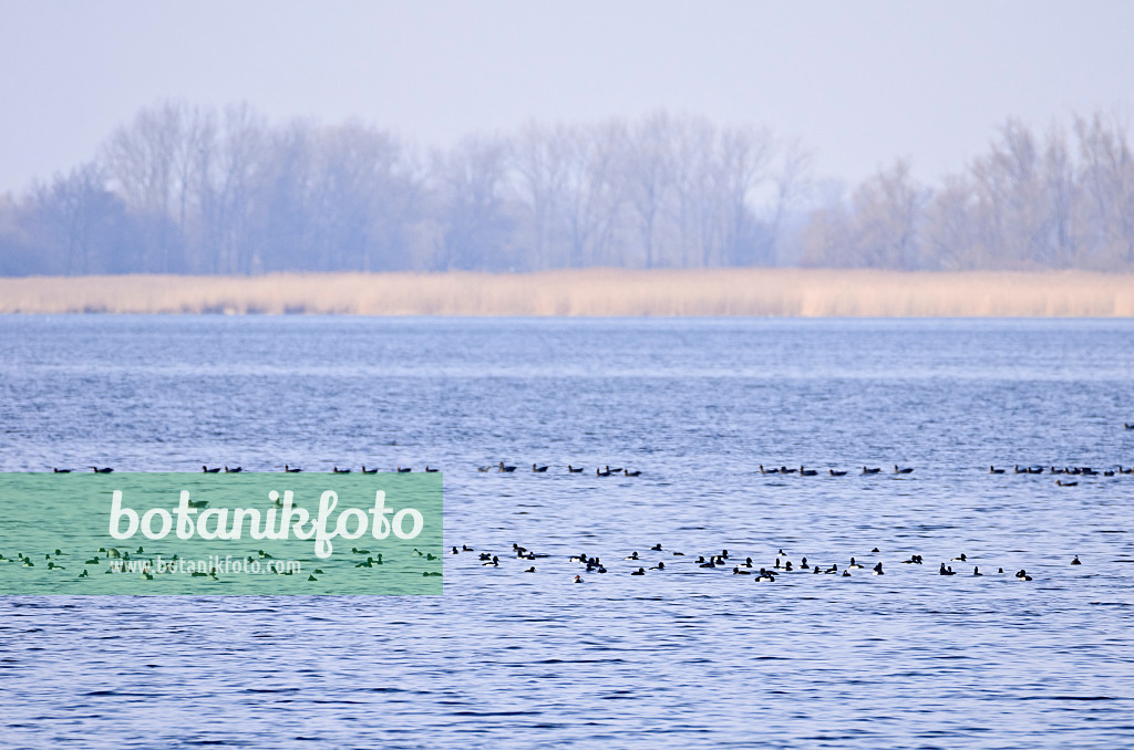 554003 - Tufted ducks (Aythya fuligula), Gülper See Nature Reserve, Germany