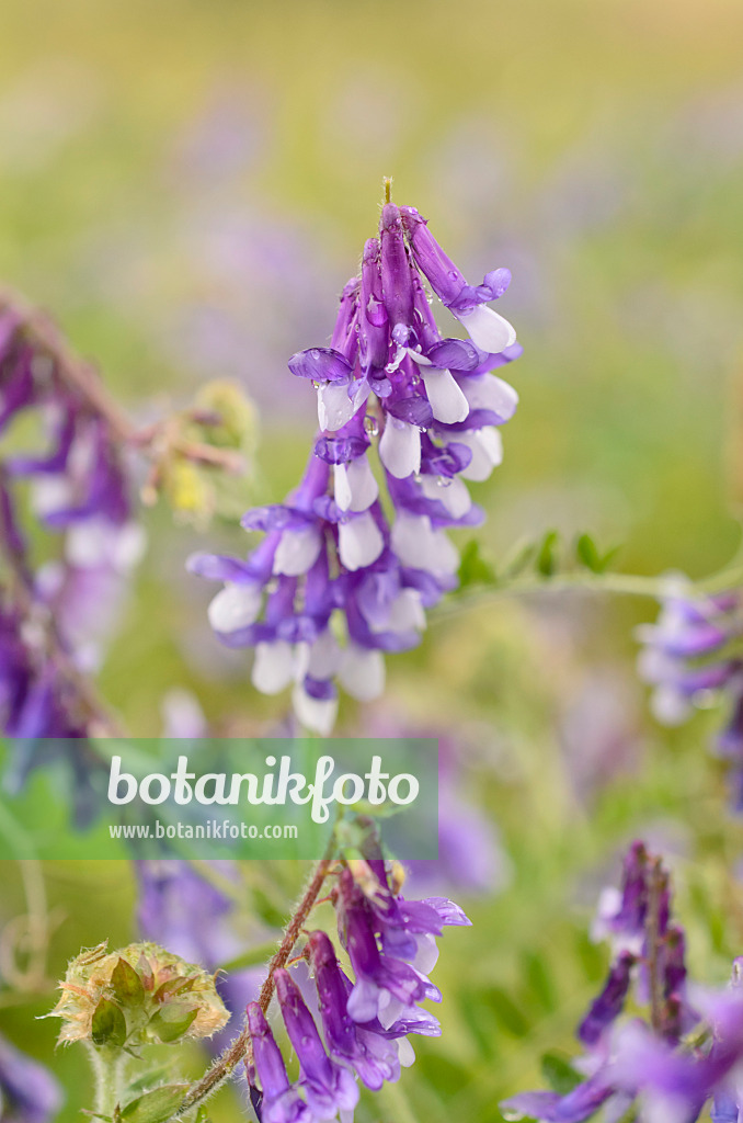 509001 - Tufted vetch (Vicia cracca)