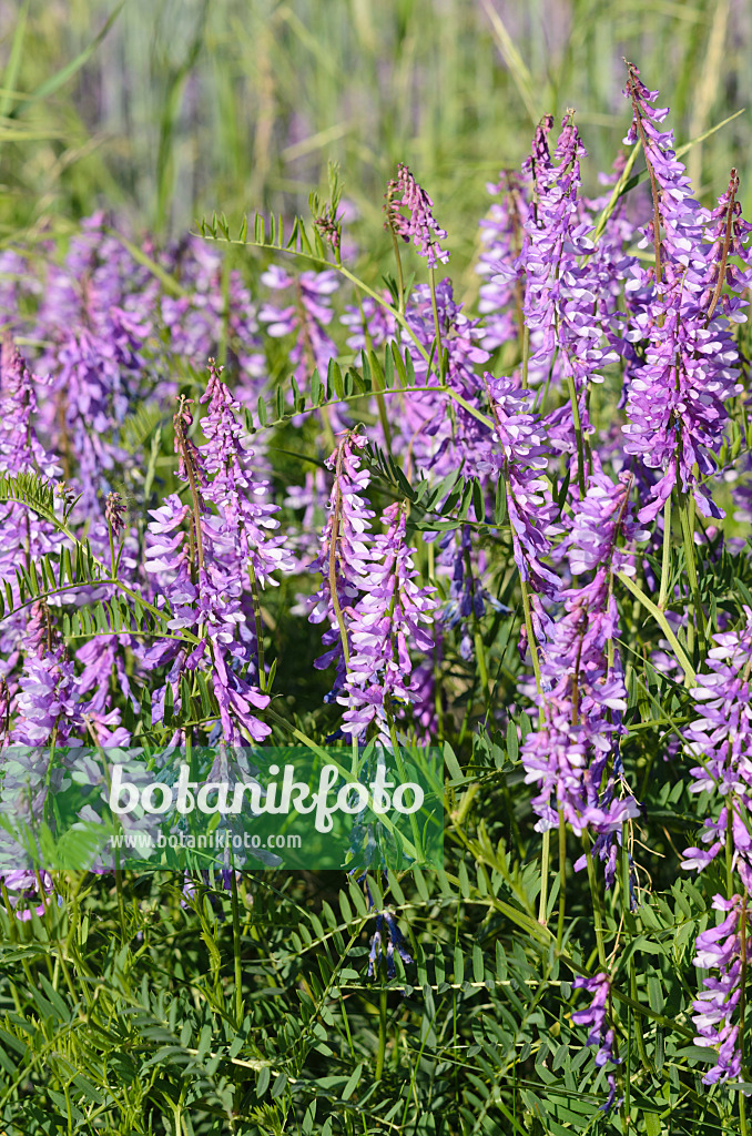 521031 - Tufted vetch (Vicia cracca)