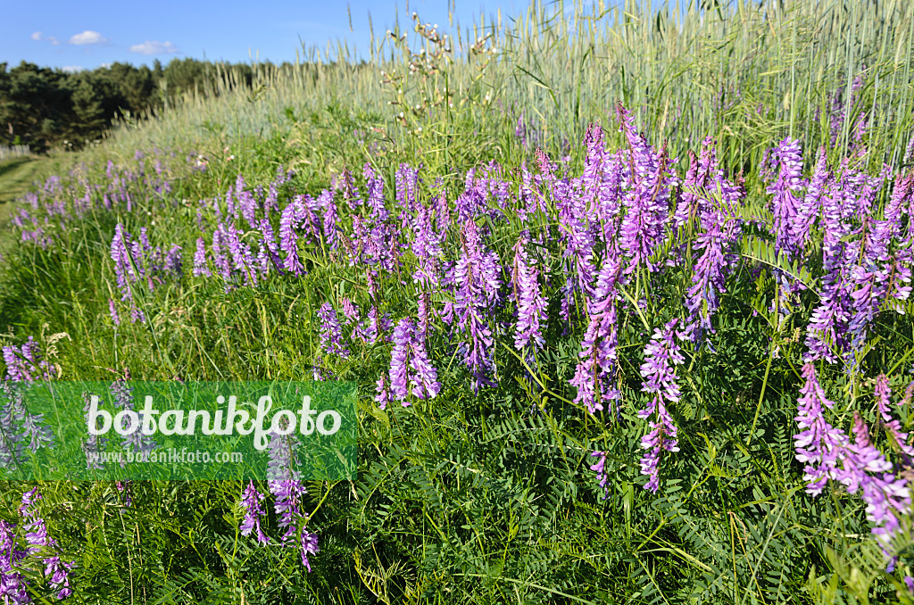 521033 - Tufted vetch (Vicia cracca)