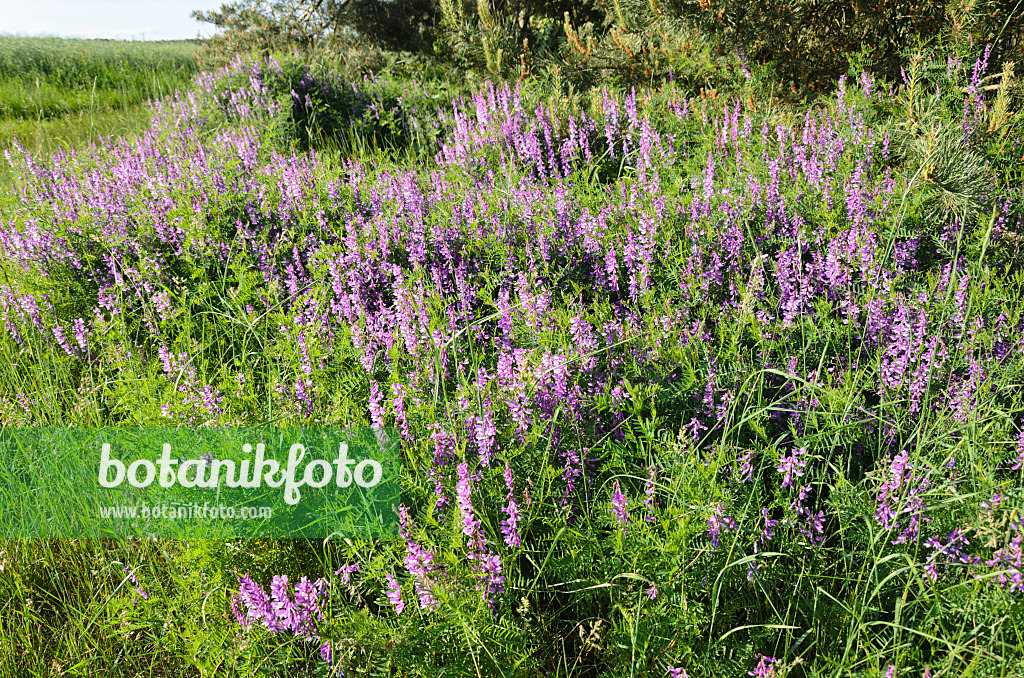 521034 - Tufted vetch (Vicia cracca)