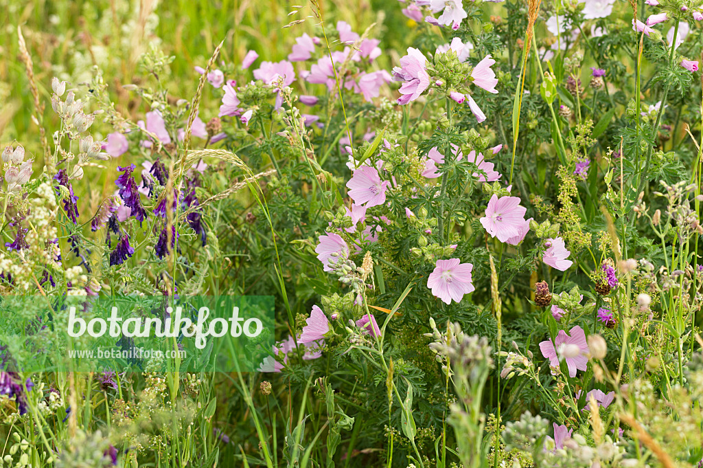 509087 - Tufted vetch (Vicia cracca) and musk mallow (Malva moschata)