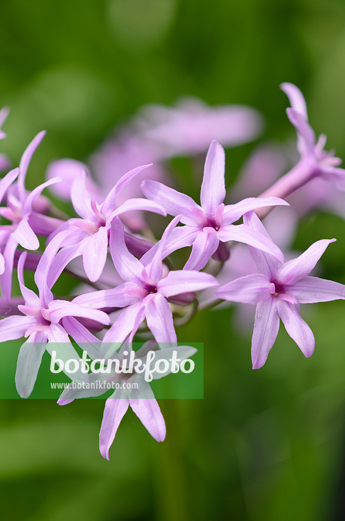 533256 - Tulbaghia ludwigiana 533256 - Tulbaghia ludwigiana