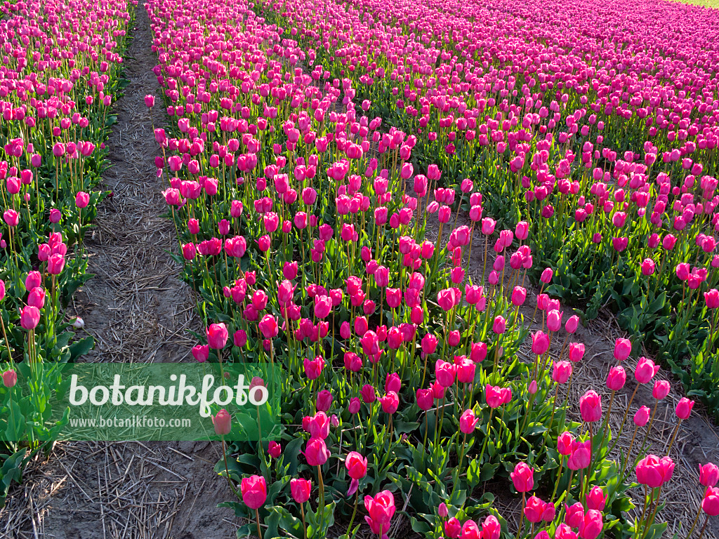 401100 - Tulip field, Noordwijk, Netherlands