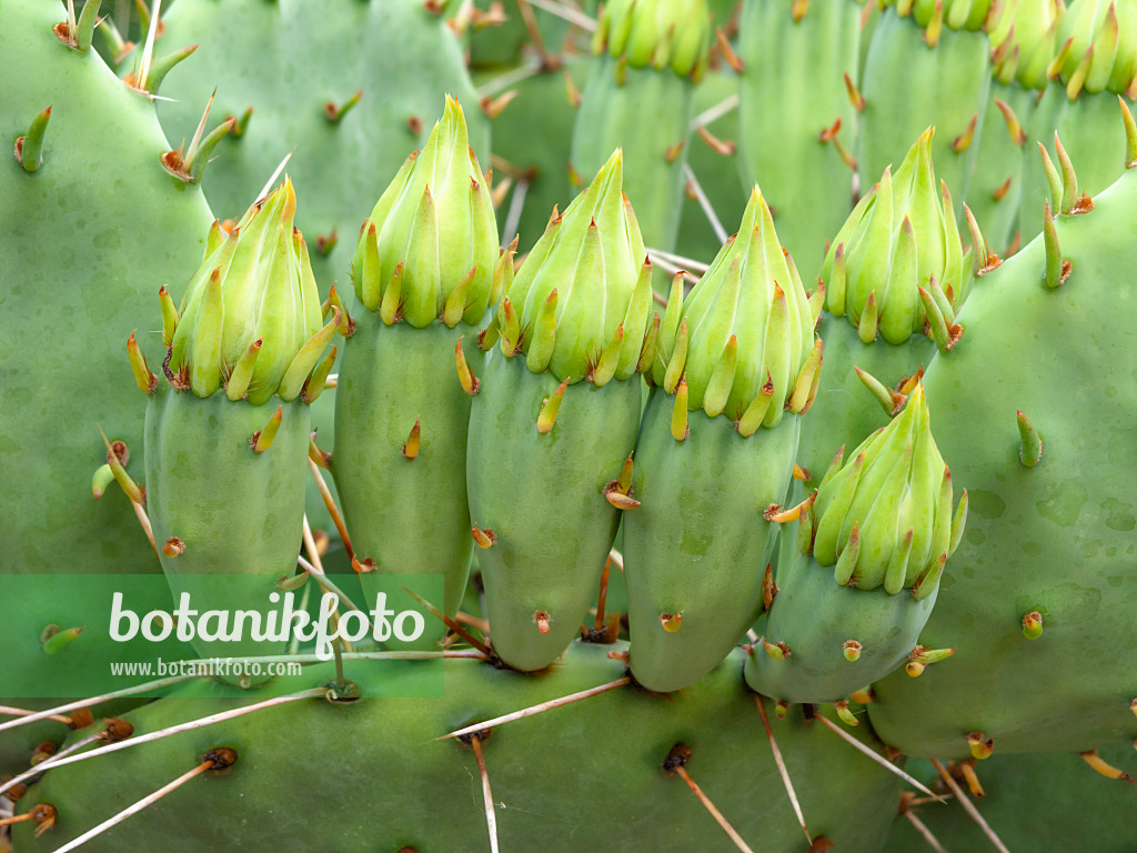 426300 - Tulip prickly pear (Opuntia phaeacantha var. gigantea)