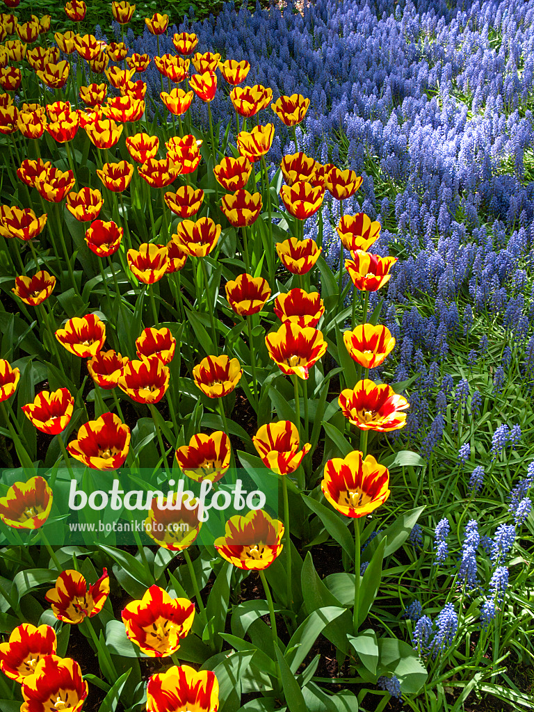 401012 - Tulip (Tulipa) and grape hyacinth (Muscari)