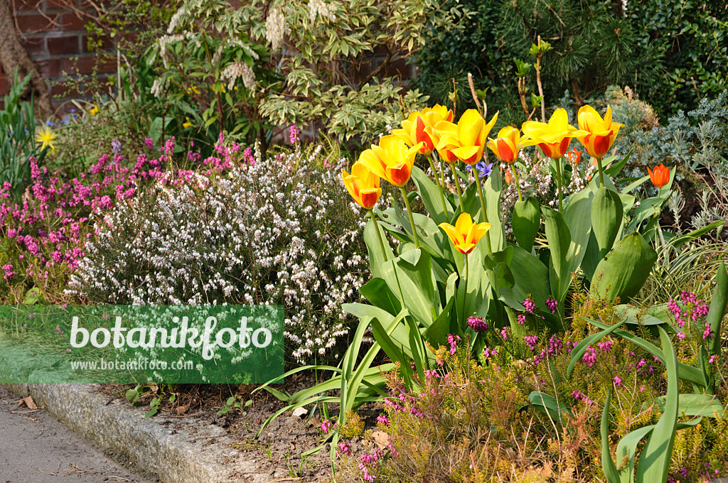 471051 - Tulip (Tulipa) and winter heather (Erica carnea syn. Erica herbacea)