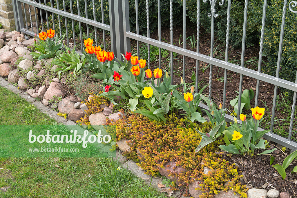 570011 - Tulips (Tulipa) at a metal fence