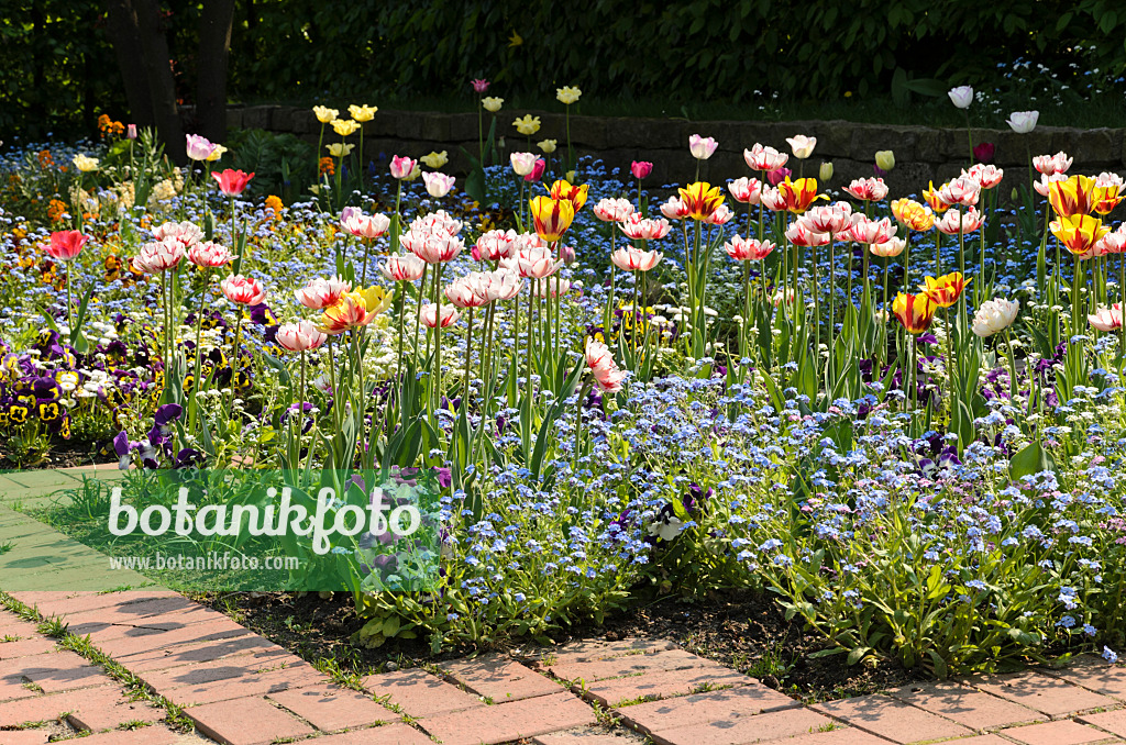 495356 - Tulips (Tulipa), forget-me-nots (Myosotis) and violets (Viola)