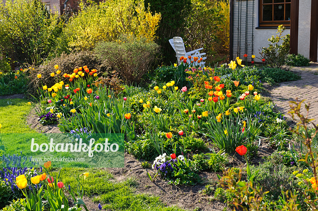 483317 - Tulips (Tulipa) in a front garden