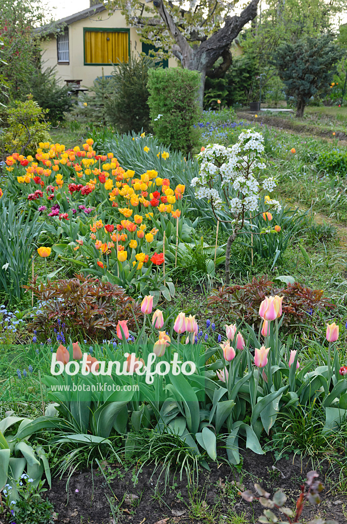 543051 - Tulips (Tulipa) in an allotment garden