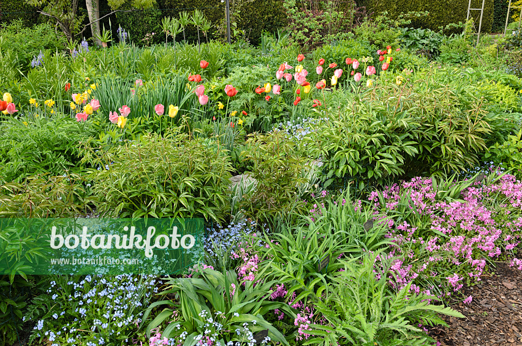 520163 - Tulips (Tulipa), Siberian bugloss (Brunnera macrophylla syn. Myosotis macrophylla) and creeping phlox (Phlox stolonifera 'Violet Velvet')