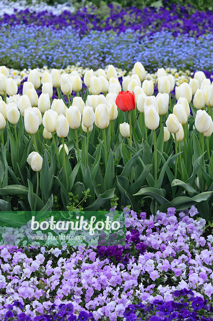 543077 - Tulips (Tulipa) and violets (Viola)