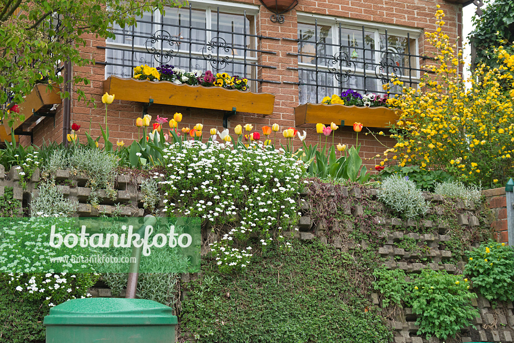 543057 - Tulips (Tulipa), violets (Viola), candytufts (Iberis) and Japanese rose (Kerria japonica 'Pleniflora')