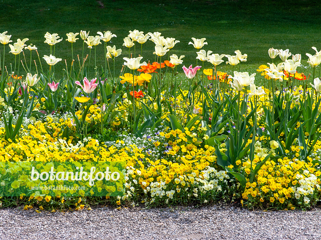 437385 - Tulips (Tulipa), violets (Viola) and poppies (Papaver)