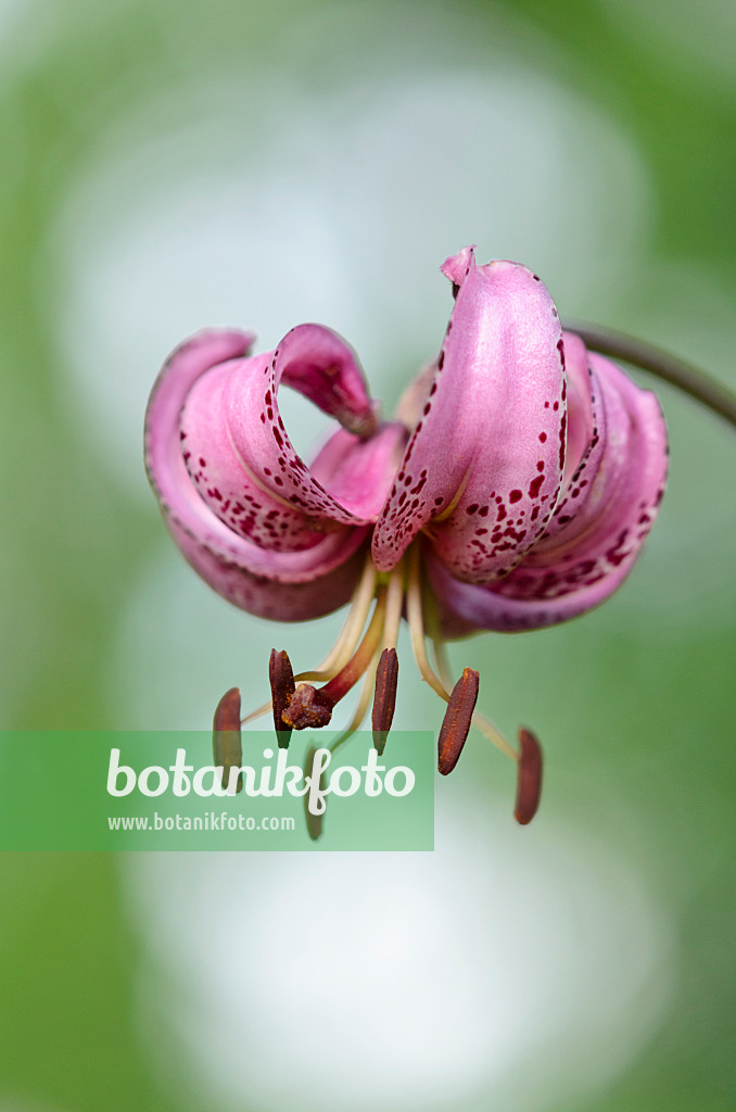 534017 - Turk's cap lily (Lilium martagon)