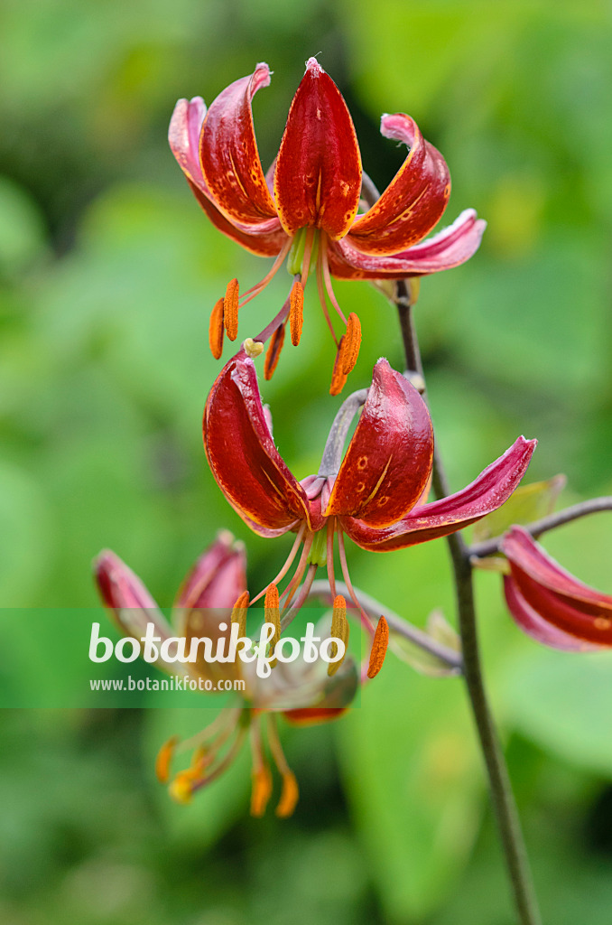 521144 - Turk's cap lily (Lilium martagon 'Claude Shride')