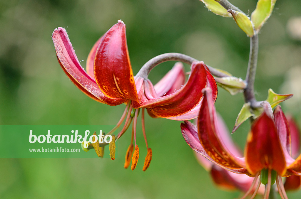 521147 - Turk's cap lily (Lilium martagon 'Claude Shride')