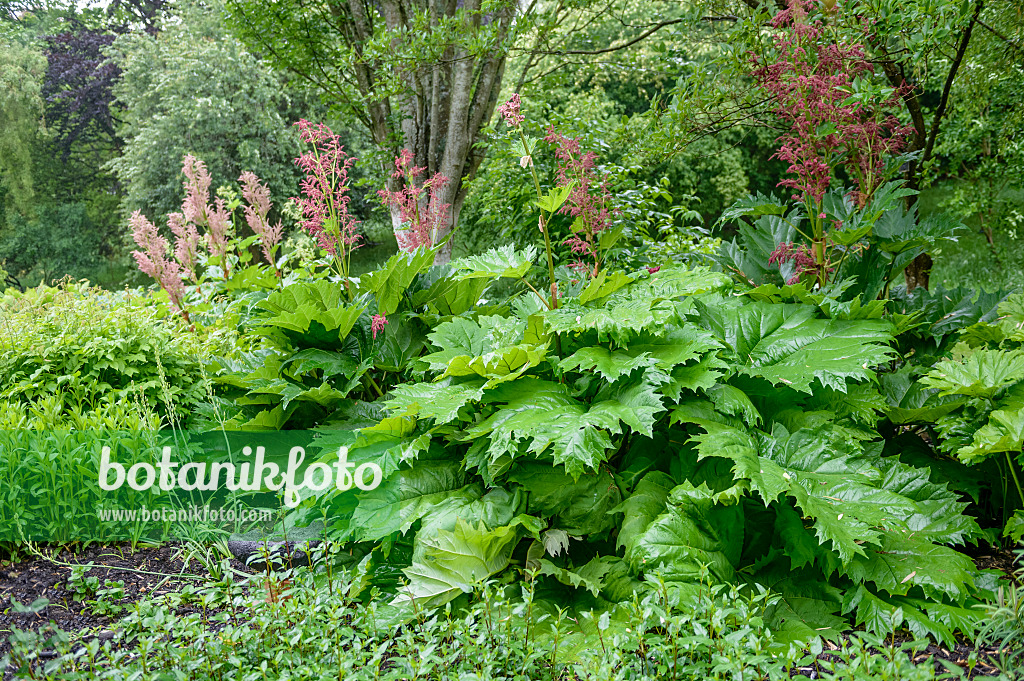 593174 - Turkey rhubarb (Rheum palmatum)